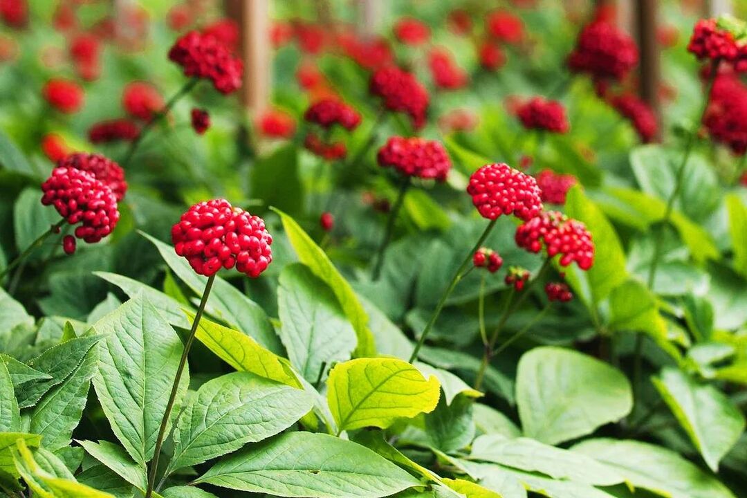 Ginseng φαρμακευτικό βότανο για δραστικότητα