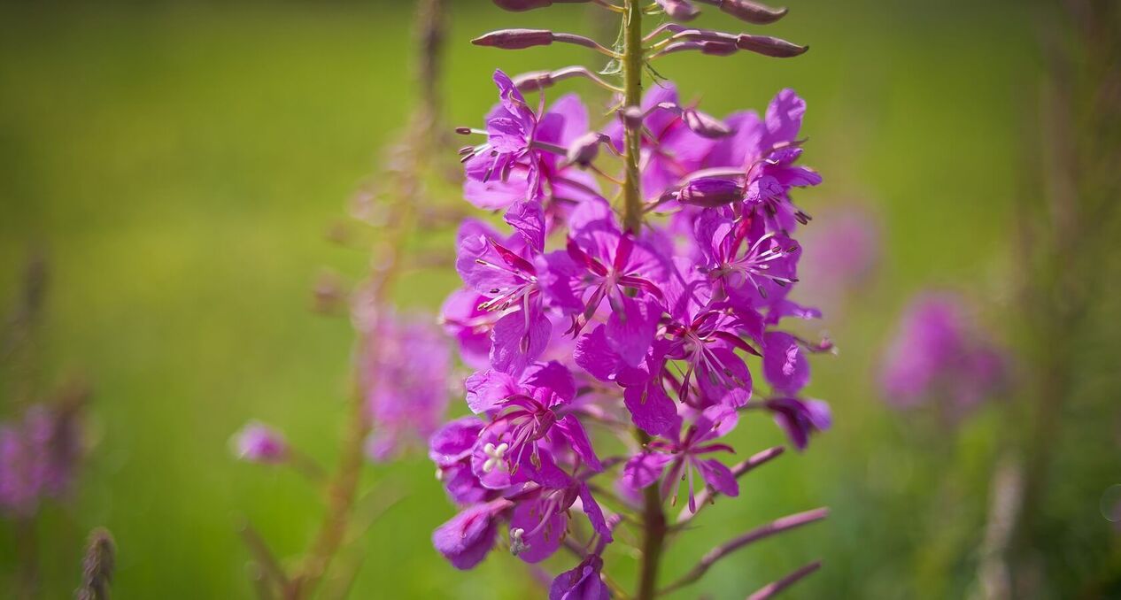 Willowherb για την υγεία των ανδρών